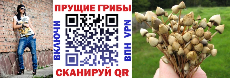 MEGA tor  Каспийск  Псилоцибиновые грибы MAGIC MUSHROOMS 